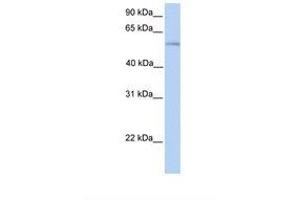 Image no. 1 for anti-Phospholipase D family member 3 (PLD3) (AA 38-87) antibody (ABIN6738130) (PLD3 Antikörper  (AA 38-87))