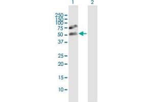 Western Blot analysis of GTF2A1L expression in transfected 293T cell line by GTF2A1L MaxPab polyclonal antibody.