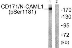 Western blot analysis of extracts from K562 cells, using CD171/N-CAML1 (Phospho-Ser1181) Antibody. (L1CAM Antikörper  (pSer1181))