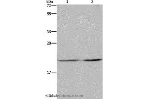 Western blot analysis of A549 and Hela cell, using ASF1A Polyclonal Antibody at dilution of 1:1200 (ASF1A Antikörper)