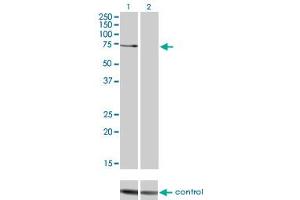 Western blot analysis of PRKCZ over-expressed 293 cell line, cotransfected with PRKCZ Validated Chimera RNAi (Lane 2) or non-transfected control (Lane 1).