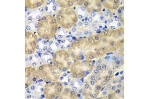 Immunohistochemistry of paraffin-embedded mouse kidney using AMY1A antibody. (AMY1A Antikörper)