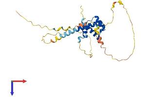 PRRX2 Protein (AA 1-247) (His tag)