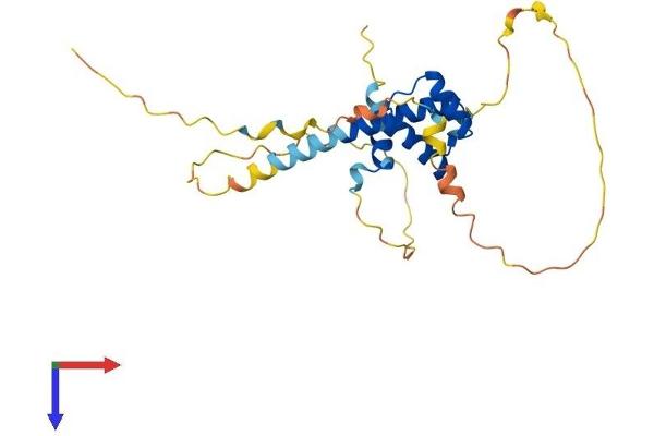 PRRX2 Protein (AA 1-247) (His tag)