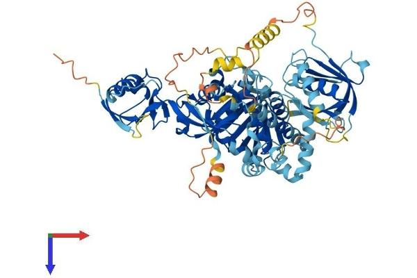 FERMT1 Protein (AA 1-677) (His tag)