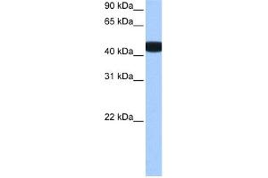 WB Suggested Anti-BCKDK Antibody Titration: 0. (BCKDK Antikörper  (N-Term))