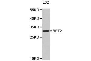 Western Blotting (WB) image for anti-Bone Marrow Stromal Cell Antigen 2 (BST2) antibody (ABIN1871361) (BST2 Antikörper)