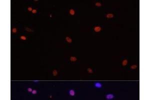 Immunofluorescence (IF) image for anti-Hepatoma-Derived Growth Factor (HDGF) antibody (ABIN7010580)