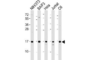 All lanes : Anti-COXIV Antibody at 1:2000 dilution Lane 1: NIH/3T3 whole cell lysate Lane 2: BA/F3 whole cell lysate Lane 3: Hela whole cell lysate Lane 4: Jurkat whole cell lysate Lane 5: C6 whole cell lysate Lysates/proteins at 20 μg per lane. (COX IV Antikörper  (AA 115-169))