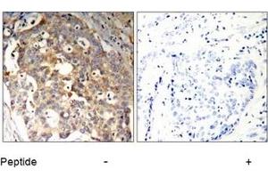 Image no. 1 for anti-Protein-tyrosine Phosphatase 1C (PTPN6) (Tyr536) antibody (ABIN197592) (SHP1 Antikörper  (Tyr536))