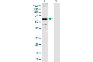Western Blot analysis of ARMC8 expression in transfected 293T cell line by ARMC8 MaxPab polyclonal antibody. (ARMC8 Antikörper  (AA 1-385))