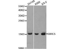 Western blot analysis of extracts of various cell lines, using BIRC5 antibody (ABIN5970737) at 1/1000 dilution. (Survivin Antikörper)
