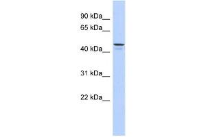 Western Blotting (WB) image for anti-Ectonucleotide pyrophosphatase/phosphodiesterase 6 (ENPP6) antibody (ABIN2459637) (ENPP6 Antikörper)