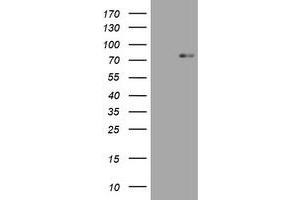 Image no. 1 for anti-Hypoxia Inducible Factor 3, alpha Subunit (HIF3A) (AA 355-669) antibody (ABIN1491447) (HIF3A Antikörper  (AA 355-669))
