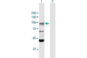 Western Blot analysis of FXR2 expression in transfected 293T cell line by FXR2 MaxPab polyclonal antibody. (FXR2 Antikörper  (AA 1-673))