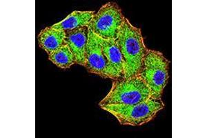 Immunocytochemistry (ICC) image for anti-Mindbomb E3 Ubiquitin Protein Ligase 1 (MIB1) (AA 6-221) antibody (ABIN5542433)