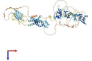 Cyclin M1 Protein (CNNM1) (AA 1-951) (His tag)