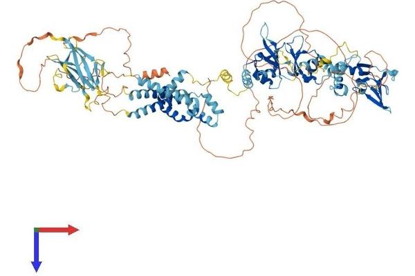Cyclin M1 Protein (CNNM1) (AA 1-951) (His tag)