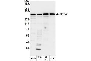 Western Blotting (WB) image for anti-Bromodomain Containing 4 (BRD4) (AA 1312-1362) antibody (ABIN7453424)