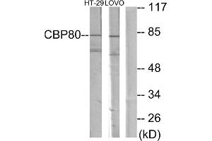Western blot analysis of extracts from HT-29 cells and LOVO cells, using NCBP1 antibody.