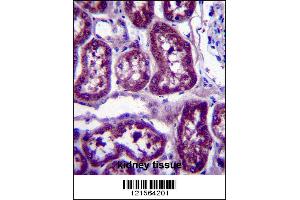 DPYS Antibody immunohistochemistry analysis in formalin fixed and paraffin embedded human kidney tissue followed by peroxidase conjugation of the secondary antibody and DAB staining. (DPYS Antikörper  (C-Term))