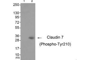 Western blot analysis of extracts from 3T3 cells (Lane 2), using Claudin 7 (Phospho-Tyr210) Antibody. (Claudin 7 Antikörper  (pTyr210))