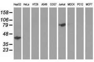 Image no. 2 for anti-Haptoglobin (HP) antibody (ABIN1498580) (Haptoglobin Antikörper)