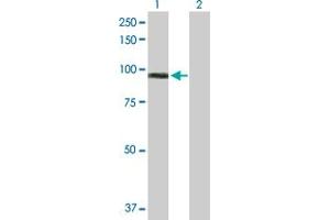 Western Blot analysis of MALT1 expression in transfected 293T cell line by MALT1 MaxPab polyclonal antibody.