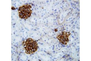 IHC-F testing of Canstatin / Collagen IV antibody and rat kidney tissue