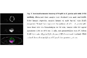Immunofluorescence (IF) image for anti-Nucleoporin 98kDa (NUP98) (AA 1-466) antibody (ABIN2452066)