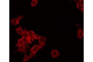 ABIN6268825 staining HepG2 by IF/ICC. (NDUFA4 Antikörper  (C-Term))
