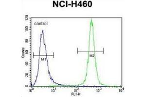 Flow cytometric analysis of NCI-H460 cells using MST1 Antibody (C-term) Cat. (MST1 Antikörper  (C-Term))