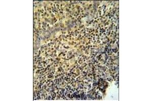 WAS Antibody (Center) (ABIN653830 and ABIN2843097) IHC analysis in formalin fixed and paraffin embedded tonsil tissue followed by peroxidase conjugation of the secondary antibody and DAB staining. (WASP Antikörper  (AA 116-144))