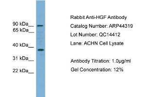 WB Suggested Anti-HGF  Antibody Titration: 0. (HGF Antikörper  (Middle Region))