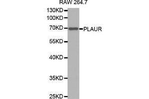 Western blot analysis of extracts of RAW 264. (PLAUR Antikörper  (AA 23-305))