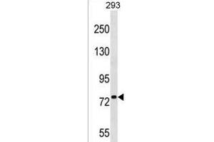 PLK1S1 Antibody (N-term) (ABIN1539476 and ABIN2850045) western blot analysis in 293 cell line lysates (35 μg/lane). (PLK1S1 Antikörper  (N-Term))