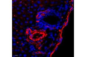 Immunofluorescence of paraffin embedded mouse liver using CD240d (ABIN7075412) at dilution of 1: 500 (500x lens) (RHD Antikörper)