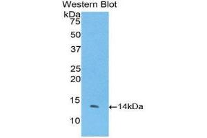 Western Blotting (WB) image for anti-Coagulation Factor VII (F7) (AA 334-452) antibody (ABIN1175149) (Factor VII Antikörper  (AA 334-452))