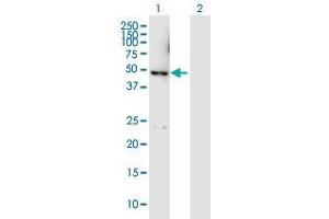 Western Blot analysis of DYX1C1 expression in transfected 293T cell line by DYX1C1 MaxPab polyclonal antibody. (DYX1C1 Antikörper  (AA 1-381))