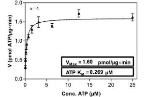 Image no. 2 for Protein Kinase N1 (PKN1) (AA 1-942) (Active) protein (His-GST) (ABIN5570661) (PKN1 Protein (AA 1-942) (His-GST))