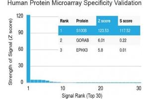 Analysis of HuProt(TM) microarray containing more than 19,000 full-length human proteins using S100 beta antibody (clone S100B/1012). (S100B Antikörper)