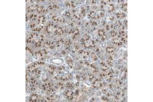 Immunohistochemical staining of human pancreas with SEC16A polyclonal antibody  shows cytoplasmic positivity with a granular pattern in exocrine glandular cells at 1:20-1:50 dilution. (SEC16A Antikörper)