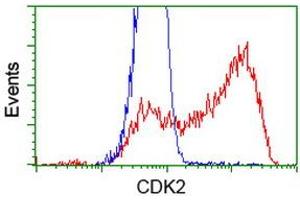 HEK293T cells transfected with either RC200494 overexpress plasmid (Red) or empty vector control plasmid (Blue) were immunostained by anti-CDK2 antibody (ABIN2454507), and then analyzed by flow cytometry. (CDK2 Antikörper)