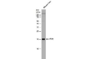 Fission 1 antibody  (full length)