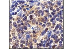 Immunohistochemistry of Survivin in mouse spleen cells with AP30567PU-Nat 10 µg/ml. (Survivin Antikörper  (C-Term))
