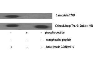 Western Blot (WB) analysis of specific cells using Calmodulin Polyclonal Antibody.