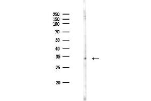 Western blot analysis of lysates from RAW264.