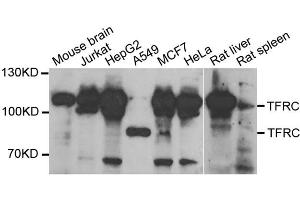 Western blot analysis of extracts of various cell lines, using TFRC antibody. (Transferrin Receptor Antikörper  (AA 1-140))