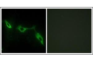 Immunofluorescence analysis of NIH-3T3 cells, using LEG9 Antibody. (Galectin 9 Antikörper  (Internal Region))