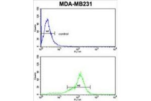 BCL2A1 Antibody (Center) flow cytometric analysis of MDA-MB231 cells (bottom histogram) compared to a negative control cell (top histogram). (BCL2A1 Antikörper  (Middle Region))
